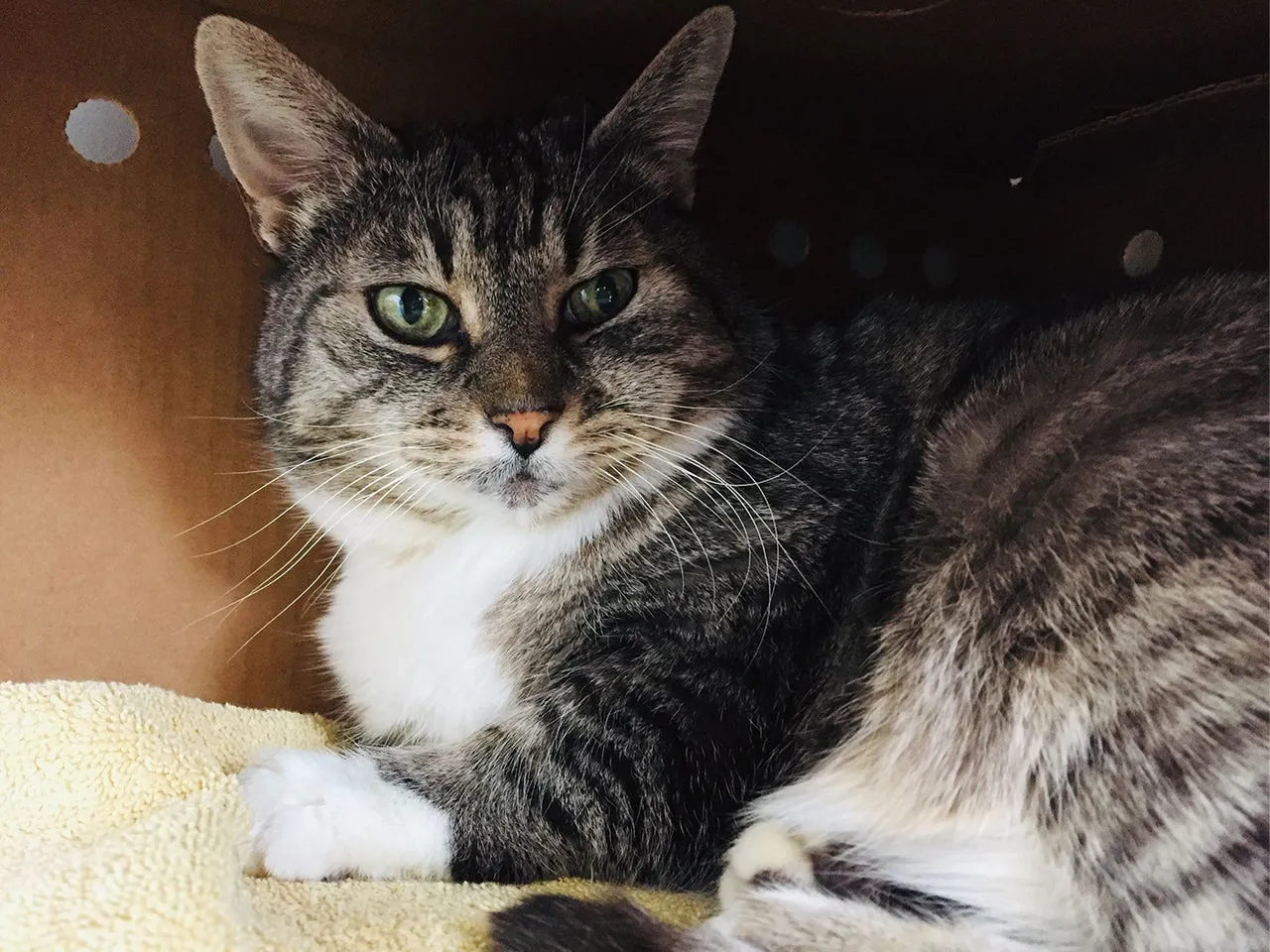 A day of care for an animal in Nelson