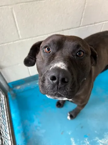 A day of care for an animal in Vancouver