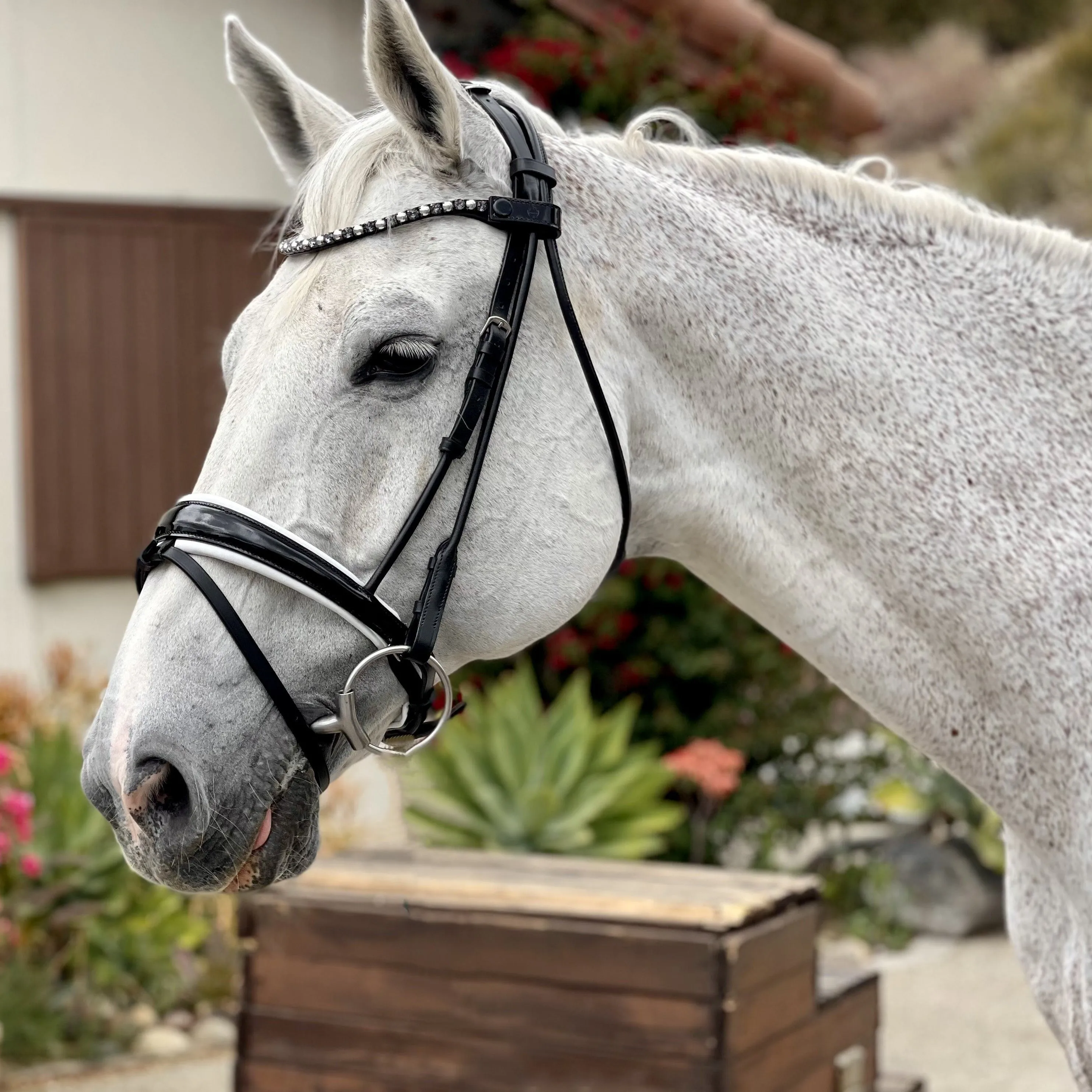 Avery Rolled Black Leather Snaffle Bridle