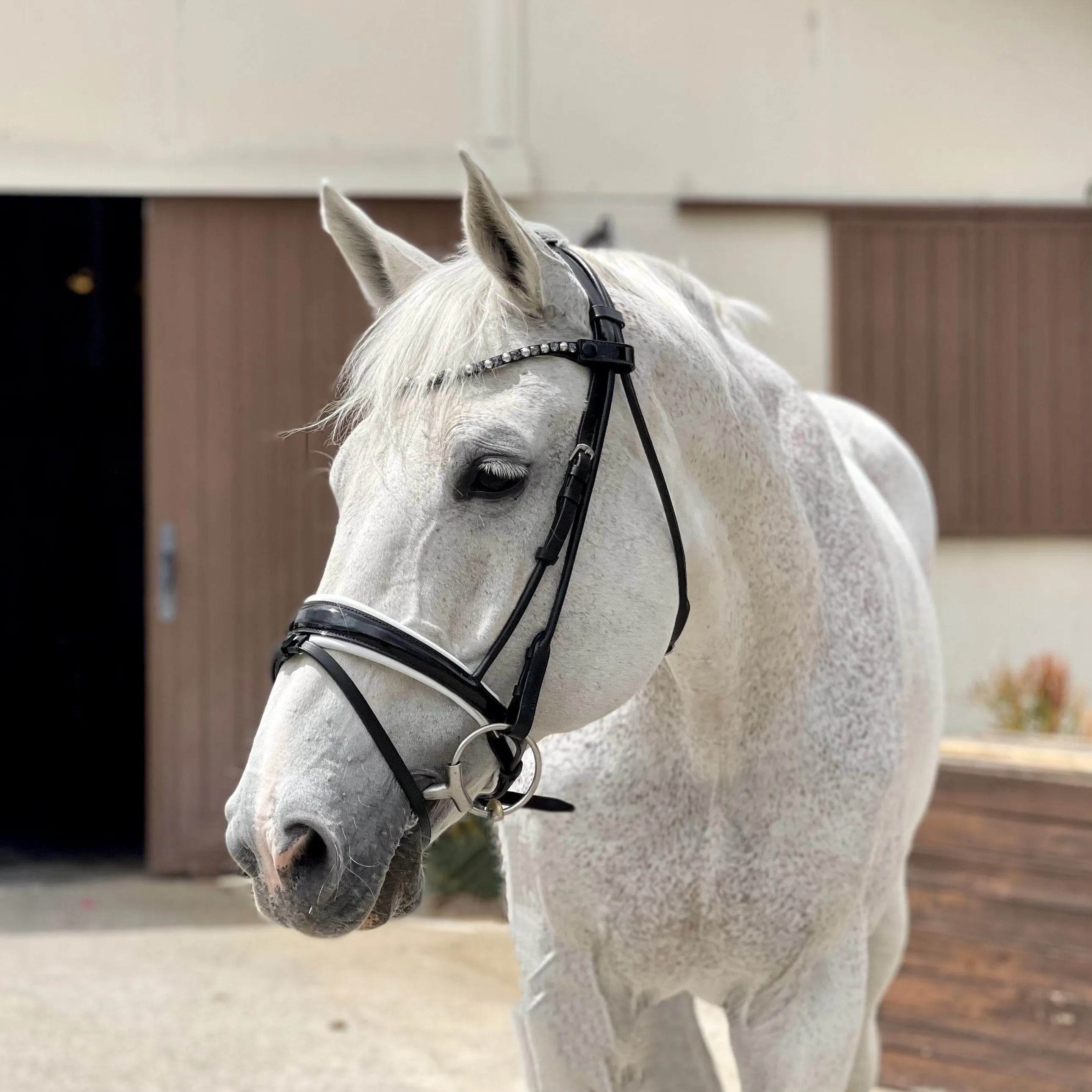 Avery Rolled Black Leather Snaffle Bridle