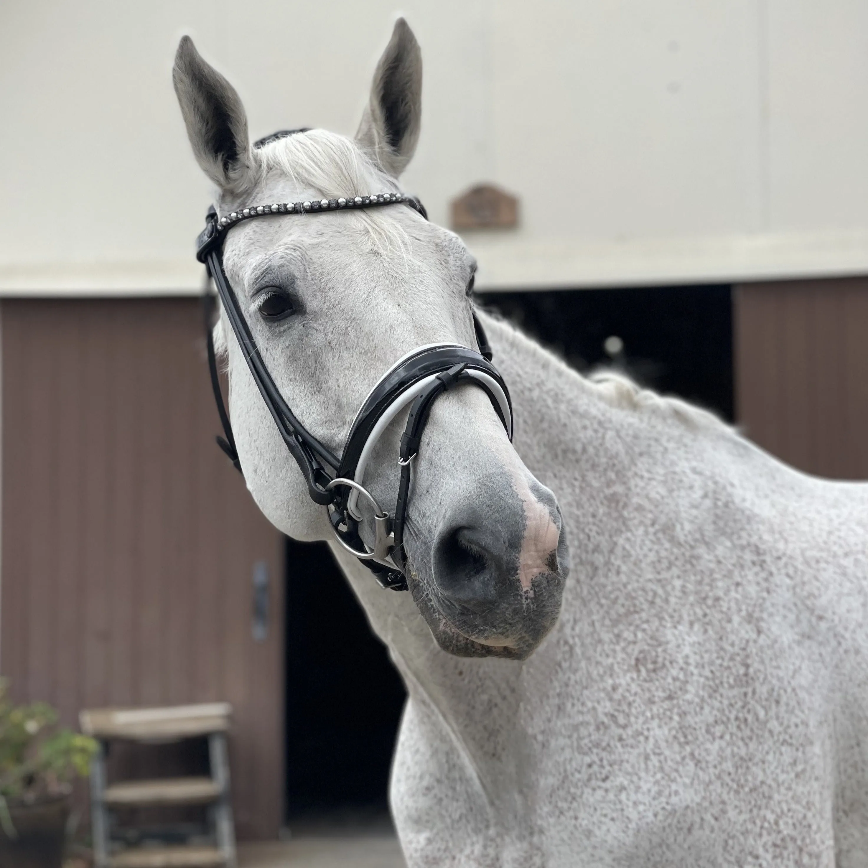 Avery Rolled Black Leather Snaffle Bridle