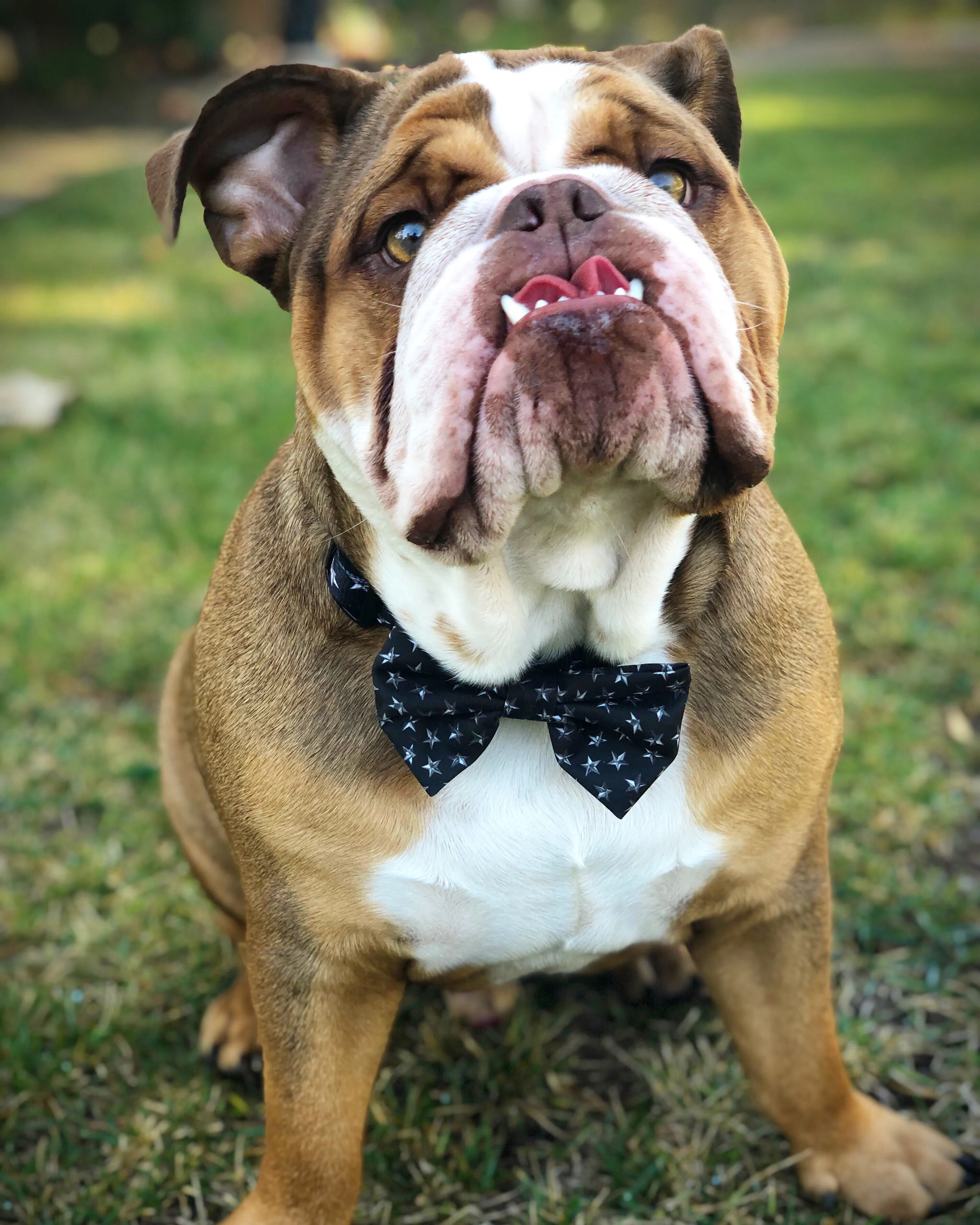 “Rockstar ” Collar With Bow Tie